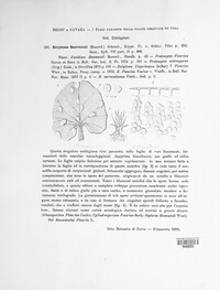 Entyloma arnaudianum image